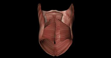 Muscular structure of abdomen in body human in rotation over black background in 4k format video