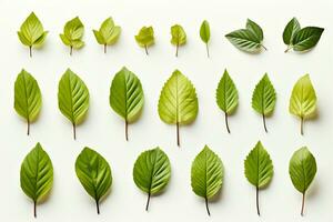 AI generated Fresh herb collection Basil leaves arranged on a simple white backdrop AI Generated photo