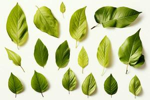 AI generated Crisp and clean Basil leaves set against a pristine white background AI Generated photo