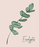 Botanical elegant line illustration of a eucalyptus leaves branch for wedding invitation and cards, logo design, web, social media and poster, template, advertisement, beauty and cosmetic industry. vector