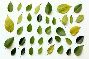 ai generado blanco elegancia albahaca hojas conjunto creando un visualmente atractivo composición ai generado foto