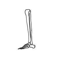 pierna hueso esqueleto vector ilustración