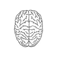 human brain vector illustration design