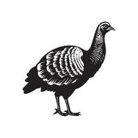 Turkey Vector Art, Icons, and Graphics