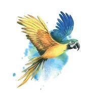 Tropical flying blue-yellow macaw parrot. Hand drawn watercolor botanical illustration. Isolated element on a blue spot background. vector