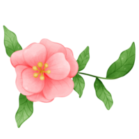 Sweet pink peony flower isolated with watercolor digital style png