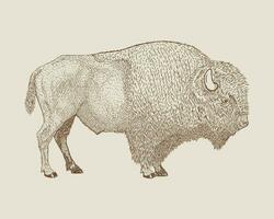 American Bison, buffalo. Hand drawn vector illustration.