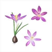 Crocuses with bulb. Spring plants. Violet flowers. Saffron, green leaves. Watercolor illustration. vector