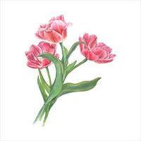 ramo de flores de rosado doble tulipanes primavera acuarela ilustración. san valentin día, madre día vector