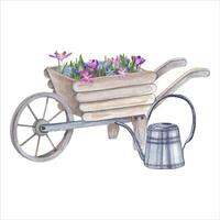 Watercolor steel watering can, garden wooden wheelbarrow with spring crocuses, scilla vector