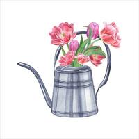 Bouquet of pink double tulips in steel watering can. Spring watercolor illustration vector