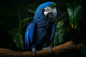 AI generated Sociable Hyacinth macaw bird. Generate Ai photo