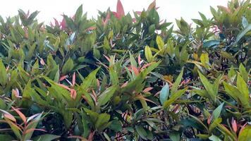 red leaf plant photo