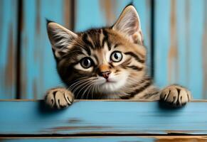 AI generated Kitten head with paws up peeking over blue wooden background. Little tabby cat curiously peeking out from behind blue background. Front view, copy space. photo