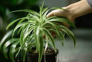 ai generado limpieza interior planta hojas. generar ai foto