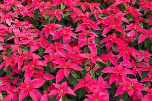 top view of Poinsettia tree.it is a shrub with dark green foliage. Spear-shaped bracts come in many colors, including white, yellow, red and pink. Yellow flowers form a bouquet at the end of the top. photo