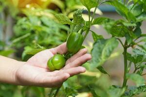 gardener's hand holds a bell pepper on tree. The fruit has a square to hexagonal shape. There are many colors ranging from green, yellow, orange and red. photo