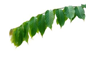 isolated green branches on white background. Soft and selective focus. photo