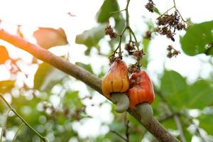 Cashew fruit tree. The fruit looks like rose apple or pear. The young fruit is green. When ripe, it turns red-orange. At the end of the fruit there is a seed, shaped like a kidney. photo