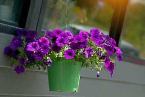 Blue petunias planted in green plastic pots hang as decorations on the balcony. The flowers are funnel-shaped and come in many colors and are brightly colored. photo