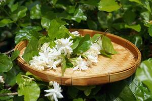 árabe jazmín flor en bambú cesta. eso es un flor ese vive con tailandés gente. fragante flores puro blanco es usado como un de la madre día símbolo, guirnalda, aromaterapia industria y té condimento. foto