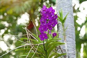 Purple Vanda Orchids are orchids that grow at the top without clumping. The flowers are quite large, bright and beautiful, the petals are quite hard and durable. photo