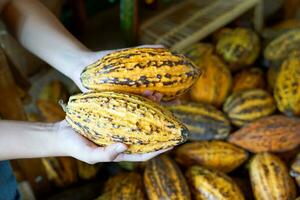 cacao, cacao, nuez de chocolate. fruto con forma de papaya en el tronco o ramas. piel de calabaza, piel gruesa, los granos de cacao se procesan en chocolate. enfoque suave y selectivo. foto