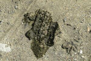 Cow dung crushed by the wheel photo