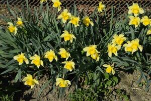 Blooming buds of daffodils in flower bed. photo