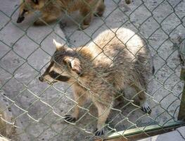 Raccoon in the zoo. behind the grid. photo