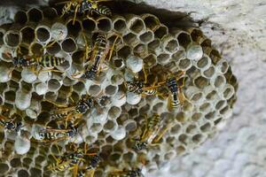 Wasp nest with wasps sitting on it. Wasps polist. The nest of a photo
