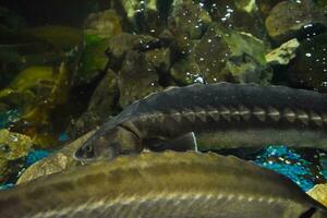 Fish sturgeon swims in the aquarium of oceanarium. Sturgeon fish photo