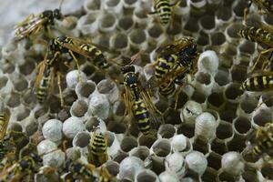 Vespiary. Wasps polist. The nest of a family of wasps which is taken a close-up. photo