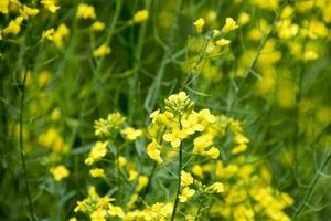 Rape flowers. Macro photo of a flowering canola. Rapeseed field.