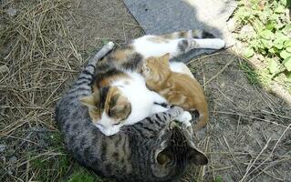 Tres gatos juntos. domesticado gatos favorito mascotas en nuestra casas foto