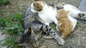 Three cats together. Domesticated cats. Favorite pets in our homes photo