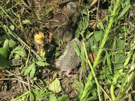 Hedgehog. The prickly mammal is a hedgehog. photo