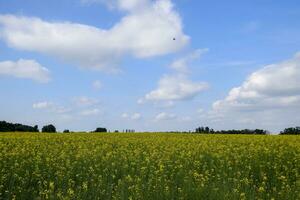 colza campo. amarillo violación flores, campo paisaje. azul cielo y violación en el campo. foto