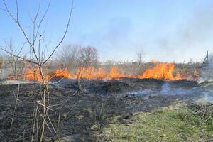 Fire on a plot of dry grass, burning of dry grass and reeds photo