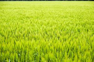 campo de verde inmaduro cebada. espiguillas de cebada. el campo es cebada, rural paisaje. foto