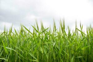 field of green immature barley. Spikelets of barley. The field is barley, Rural landscape. photo