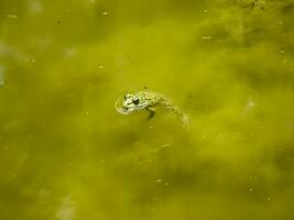 el verde rana. el anfibio rana es común. foto