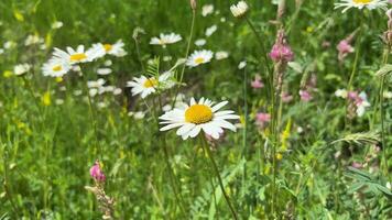 zomer weide bloesems, madeliefjes en wilde bloemen video