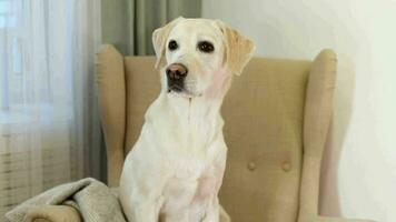 Attentive Labrador Sitting on Cozy Armchair video