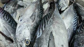 fresco pesce Vettore su raffreddato ghiaccio video