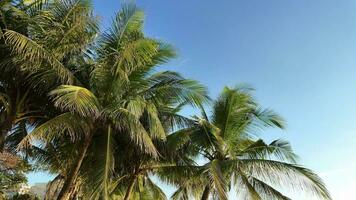 Tropical Palms Swaying, Summer Breeze video