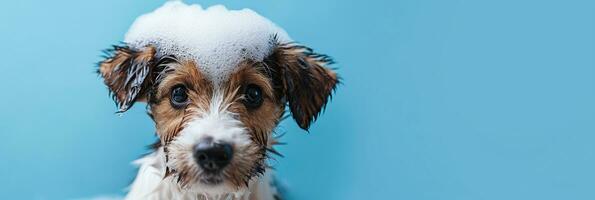 ai generado adorable mojado Jack Russell terrier con jabón jabonaduras en cabeza en contra azul fondo, Perfecto para mascota aseo servicios foto