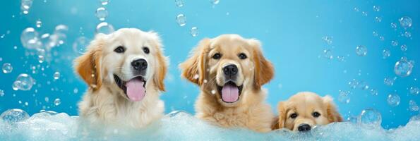 AI generated Group of golden retrievers enjoying bubble play, suitable for family pet, togetherness, and fun outdoor activities. photo