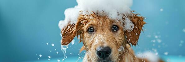 AI generated Cute golden retriever puppy bath time, soap suds on head, pet grooming banner photo