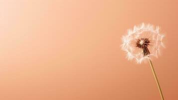 AI generated Soft-focus dandelion on peach background, delicate nature wallpaper, tranquil floral stock photo. Trendy Peach Fuzz color photo